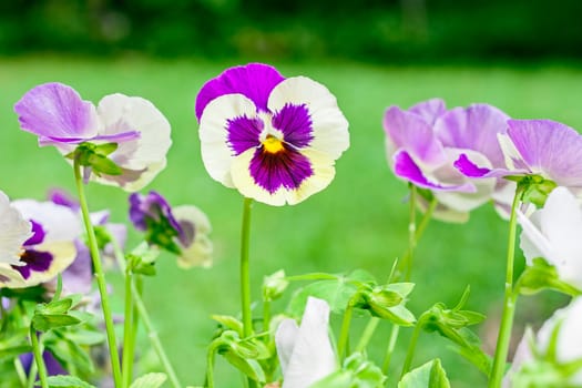 violet flower with monkey face in garden