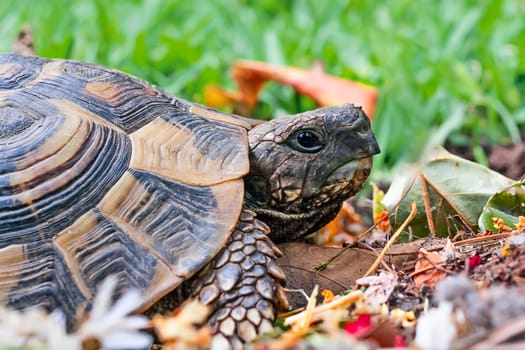 one tortoise in green environment