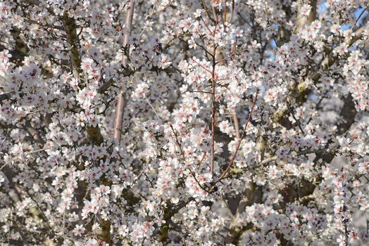 an almond tree farm with spring blooming near sacramento