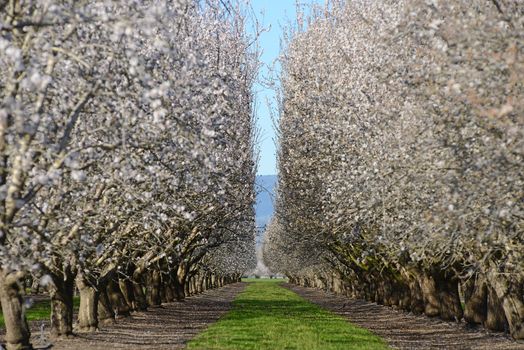 an almond tree farm with spring blooming near sacramento