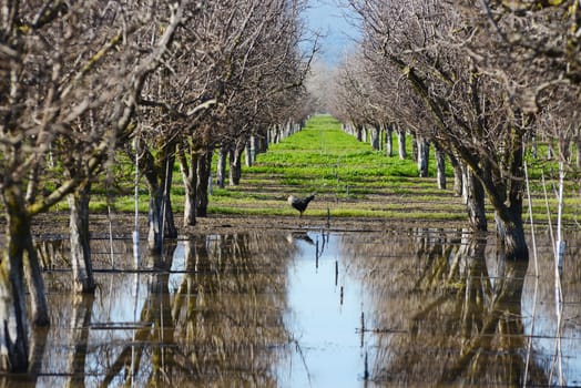 an almond tree farm with its reflection in a pond