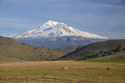 snow capped mount shasta with a blue sky