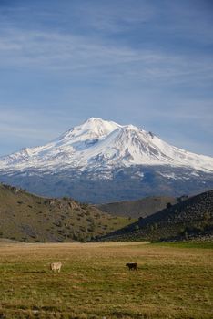 snow capped mount shasta with a blue sky