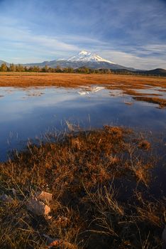 snow capped mount shasta with a blue sky