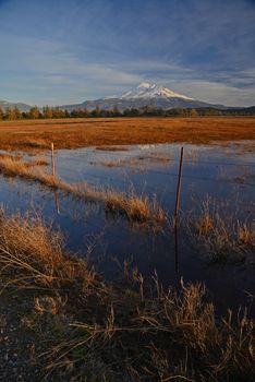 snow capped mount shasta with a blue sky