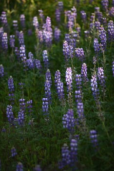 purple wild lupine flower with late afternoon light