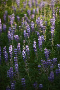 purple wild lupine flower with late afternoon light