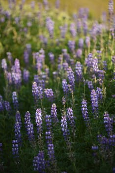 purple wild lupine flower with late afternoon light