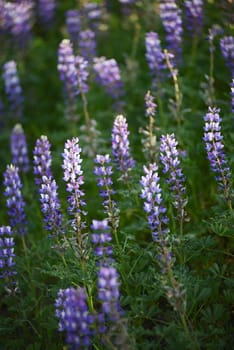 purple wild lupine flower with late afternoon light