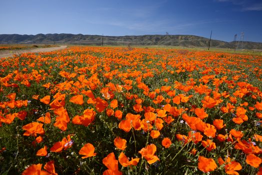 wild orange california poppy blooming from antelope valley in southern california