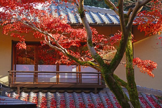 colorful maple tree with japanese style roof
