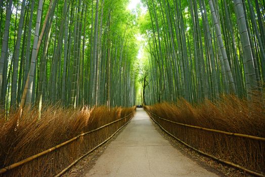 a path in bamboo groove in kyoto, japan