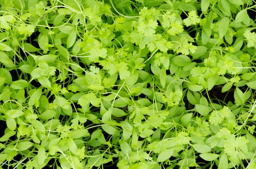 Background of Fresh Small and Curly Parsley closeup