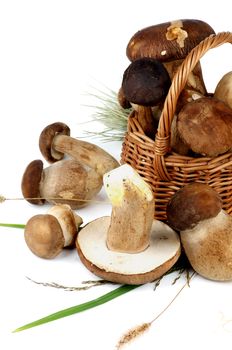 Arrangement of Fresh Raw Boletus Mushrooms with Stems and Grass in Wicker Basket isolated on White background