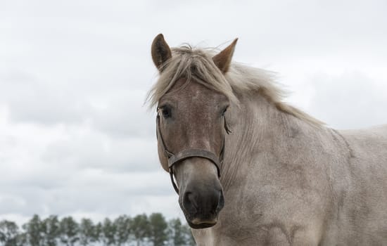 brown horse with clouded sky as background