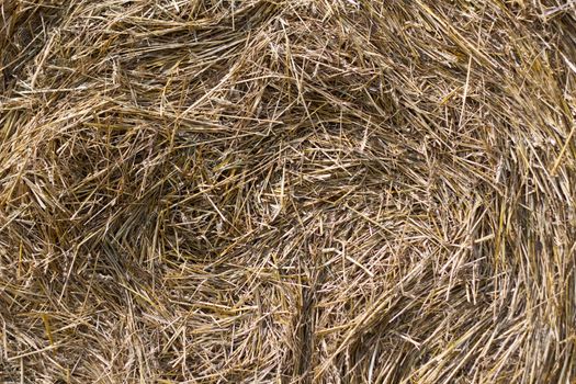 Straw in a stack of harvest natural background yellow dry stalks of plants