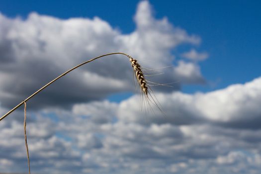 A stalk of wheat on the background sky
