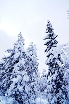 trær med snø