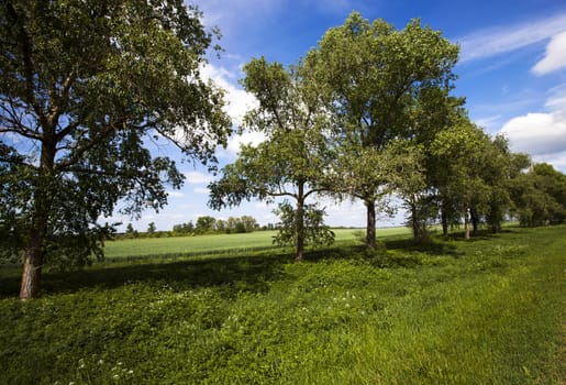  trees growing in a row. summertime of year