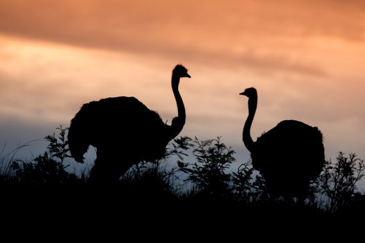 Ostrich pair silhouetted against the evening sky