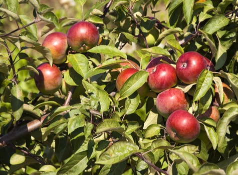   the red ripe apples being on an apple-tree