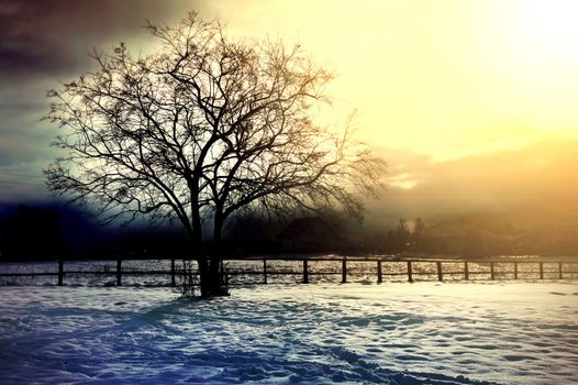 Winter tree conceptual image. Dead winter tree on the filed covered with snow.