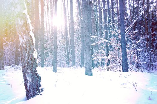 Winter in the forest. Snow and cold sun in the woods.