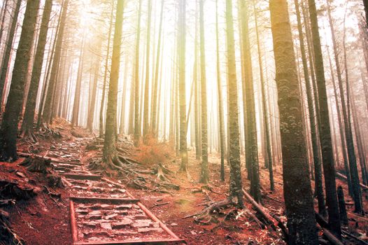 Nature. Path witch stairs in dark old forest filled with fog.