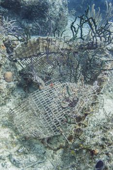 coral reef growing through metal wreckage