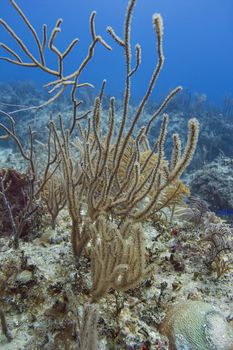 Coral and algea in a bahamian reef