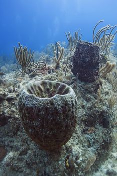 sponges growing in a bahamian coral reef