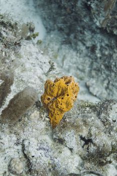 yellow Haliclona Encrusting sponge in coral reef