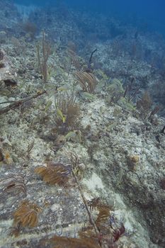 mulitple species of fish living in a reef