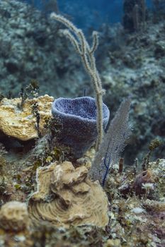 Juvenile giant barrel sponge growing in a reef in bahamas