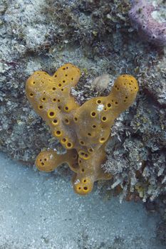 Close up of a yellow coral in a reeff