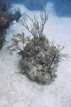 outcrop of coral on a sand bottom