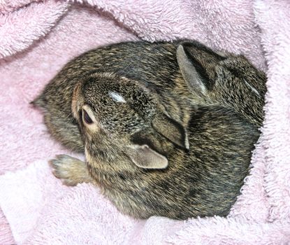 Baby rabbits which were rescued twice from their nest during mowing. They were returned to thier nest each time, and fortunately their mother returned to care for them.