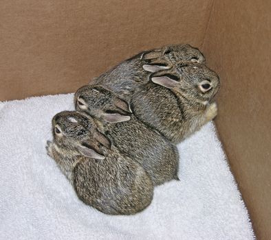 Baby rabbits which were rescued twice from their nest during mowing. They were returned to thier nest each time, and fortunately their mother returned to care for them.