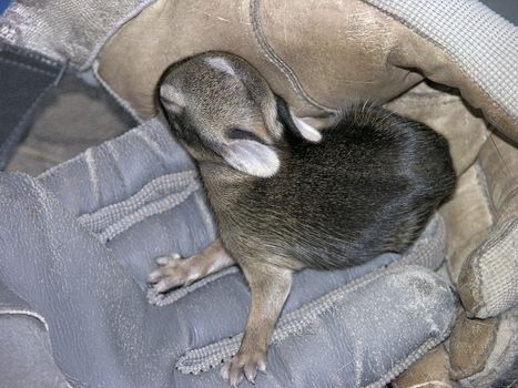 One of several baby rabbits which were rescued twice from their nest during mowing. They were returned to thier nest where their mother returned to care for them.