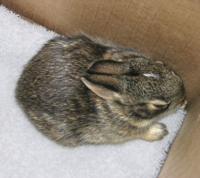 One of several baby rabbits which were rescued twice from their nest during mowing. They were returned to thier nest where their mother returned to care for them.