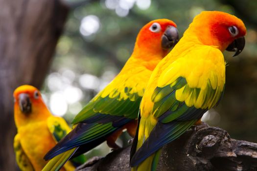 Portrait of sun conure on a tree branch