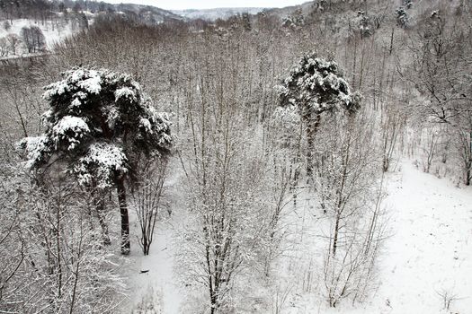 trees growing in the forest in winter