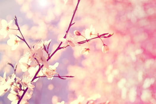 White cherry tree flower in spring. Vintage instagram picture.