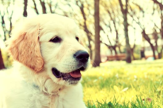 Cute golden retriever puppy in the park at summer. Vintage instagram picture.