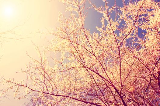 White cherry tree flower in spring. Vintage instagram picture.