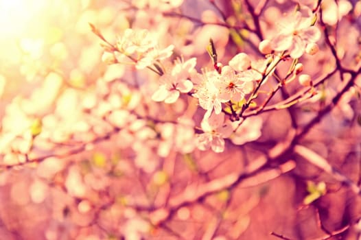 White cherry tree flower in spring. Vintage instagram picture.