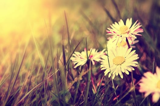 Spring. White daisy flowers in the grass. Vintage instagram paintaing graphic. 