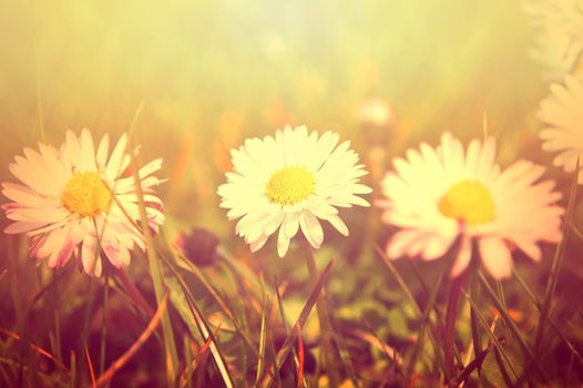 Spring. White daisy flowers in the grass, bathed in the sunlight. Retro instagram vintage picture. 