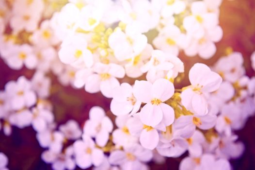 Spring. White flowers in the grass, bathed in the sunlight. Retro instagram vintage bokeh picture. 