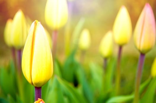 Blooming flowers in the green grass at spring. Nature and spring background.